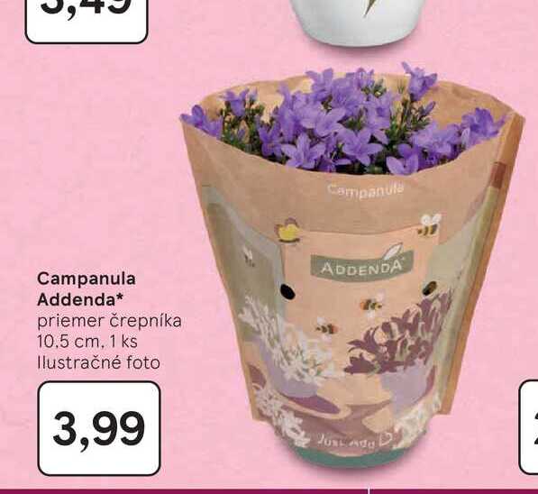 Campanula Addenda priemer črepníka 10,5 cm, 1 ks 