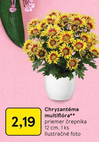 Chryzantéma multiflóra priemer črepníka 12 cm, 1 ks