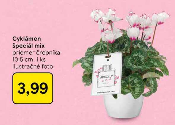 Cyklámen špeciál mix priemer črepníka 10,5 cm, 1 ks