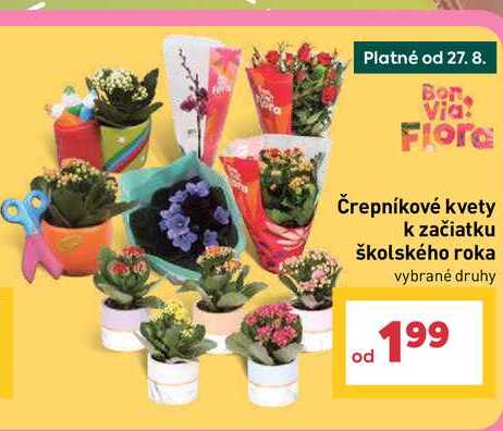 Bon Via: Flora Črepníkové kvety k začiatku školského roka