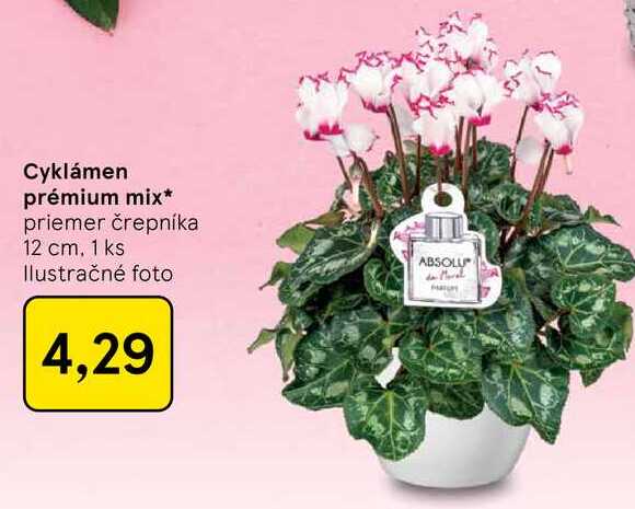 Cyklámen prémium mix priemer črepníka 12 cm, 1 ks