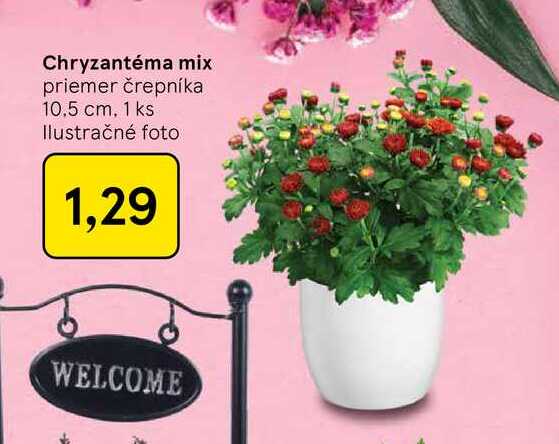 Chryzantéma mix priemer črepníka 10,5 cm, 1 ks