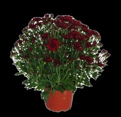 CHRYZANTÉMA ZÁHRADNÁ (CHRYSANTHEMUM MULTIFLORA)