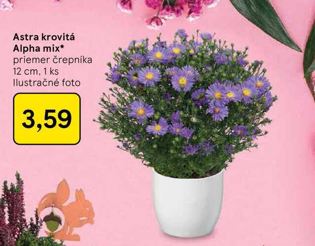 Astra krovitá Alpha mix priemer črepníka 12 cm, 1 ks